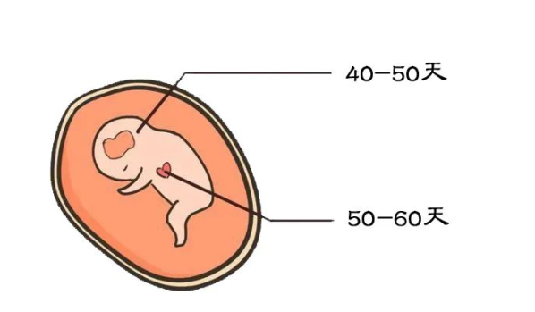 胎儿发育,胎心,没有胎心