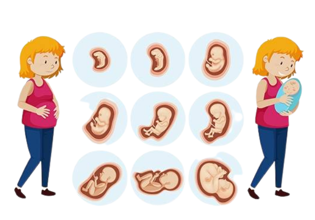 生男生女,胎儿发育,染色体